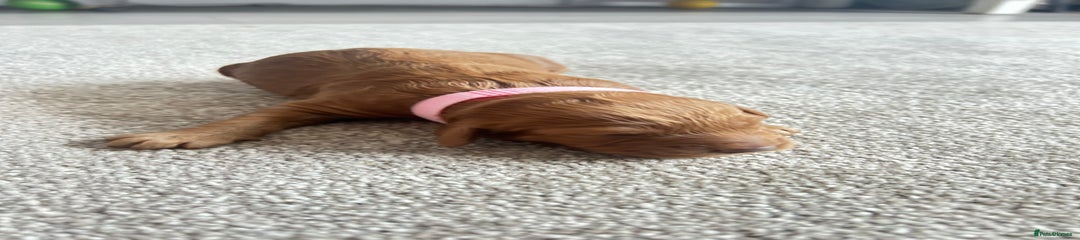 Ginger chunky girl (pink collar)