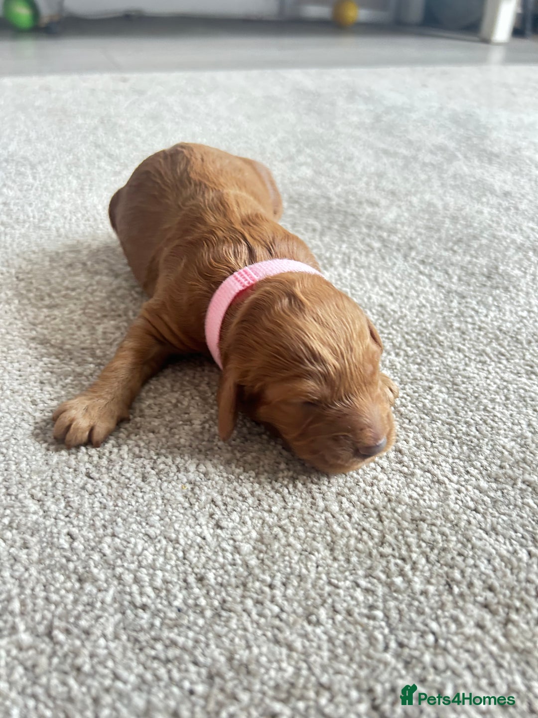 Cockapoo dogs for sale: Beautiful Cockapoo F2 puppies  - Image 11