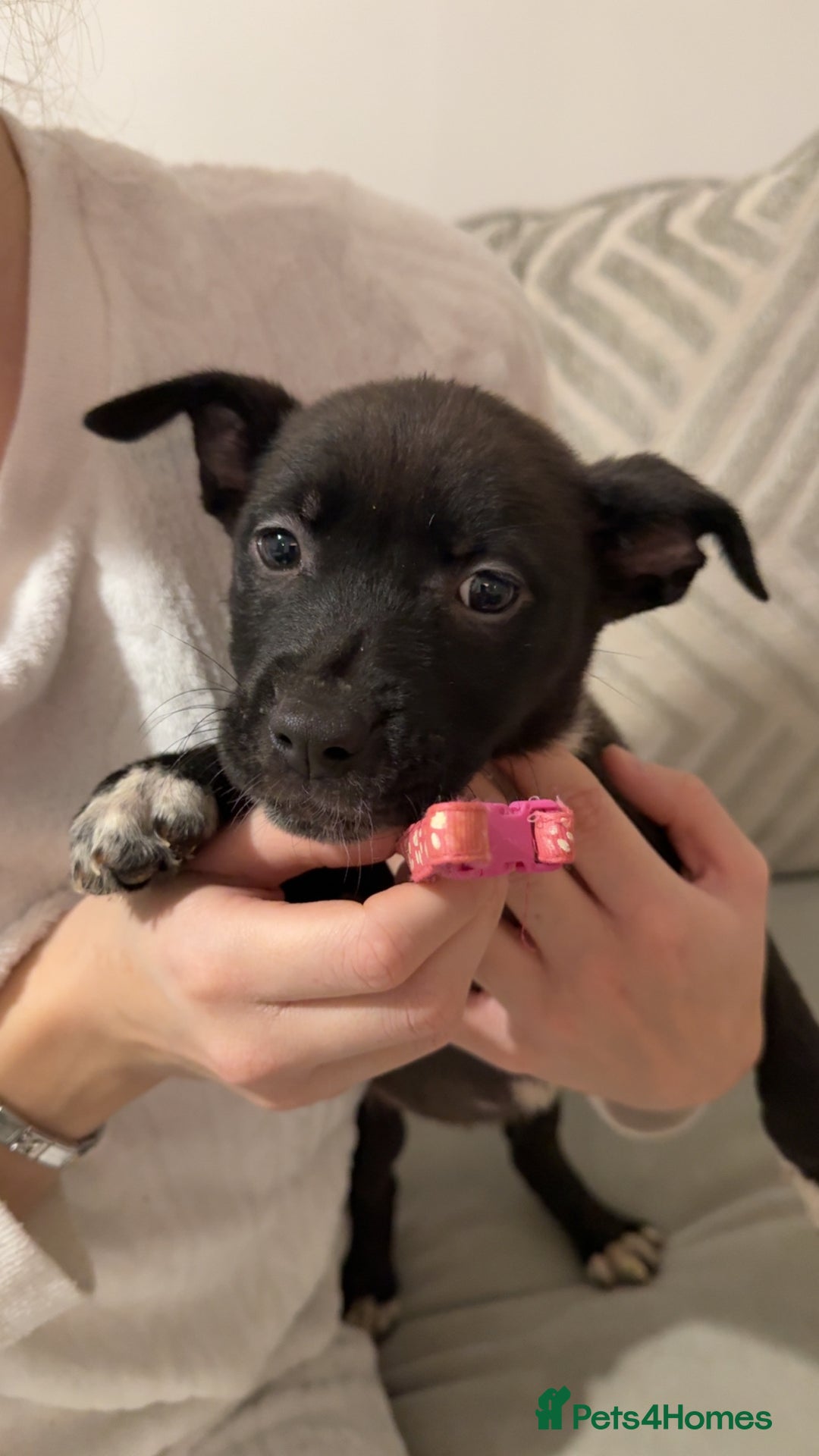 Mixed Breed dogs for sale: Cane corso hybrid Akita’s  - Advert 4