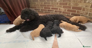 Australian Labradoodle dogs - Advert 8
