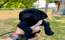 Sprocker dogs for sale: Working Sprocker Spaniel Puppies - Image 8