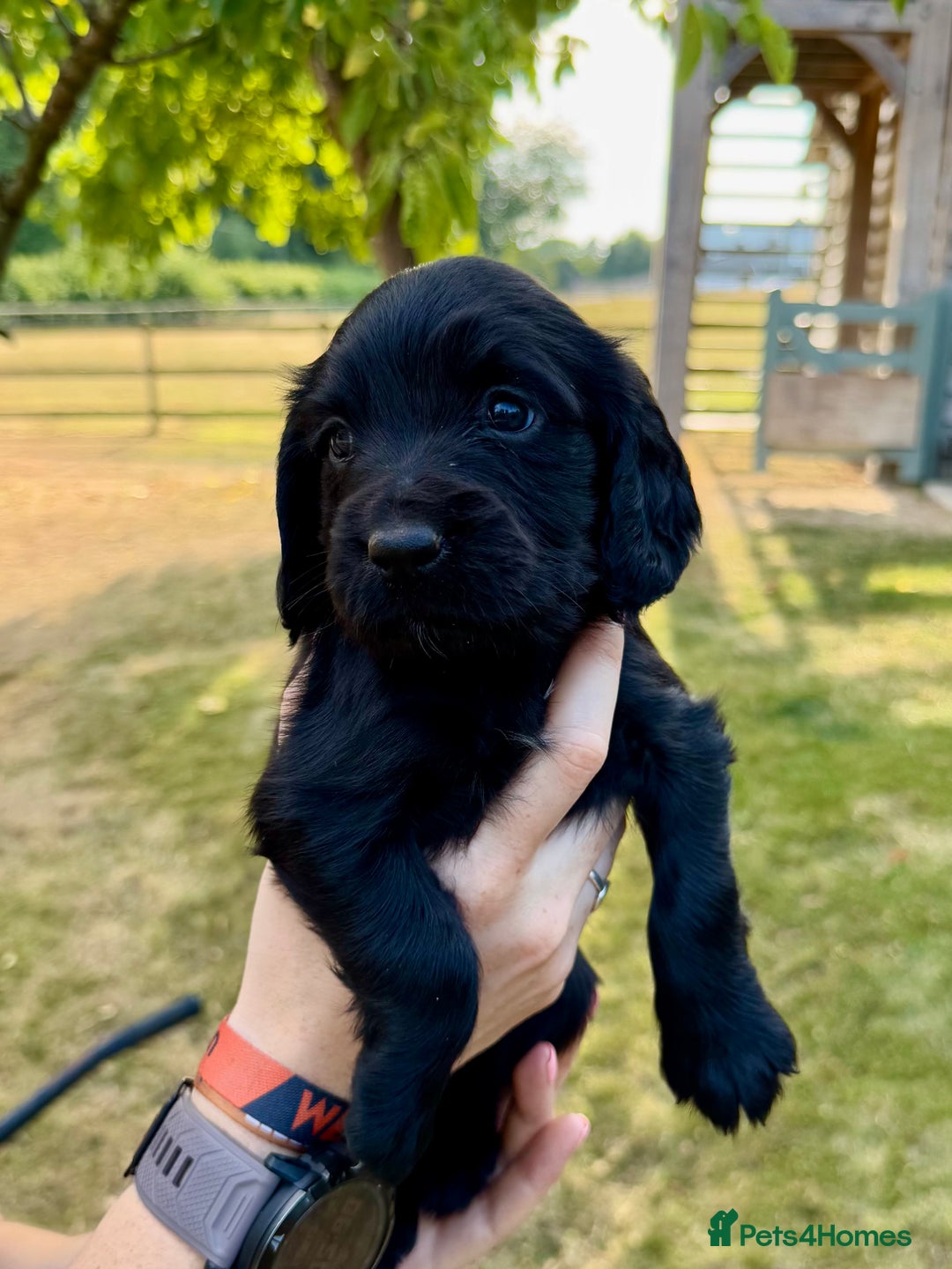 Sprocker dogs for sale: Working Sprocker Spaniel Puppies - Image 8