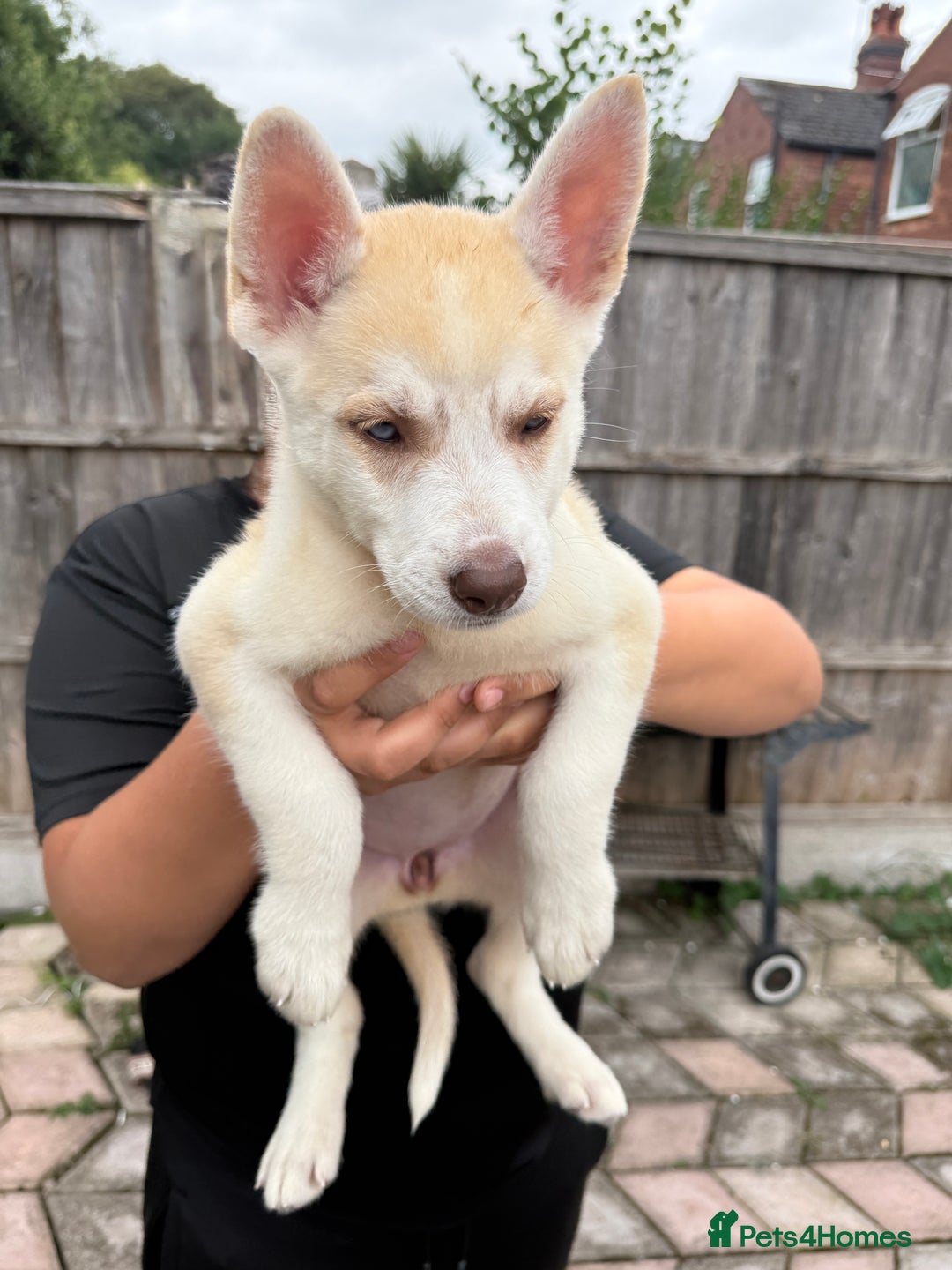 Siberian Husky dogs for sale: Siberian husky - Image 7