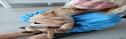 Labrador Retriever dogs for sale: Beautiful KC Registered Labrador Retreivers  - Advert 10