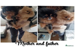 Pomeranian dogs for sale: Pomeranian puppies  in Ebbw Vale - Image 3