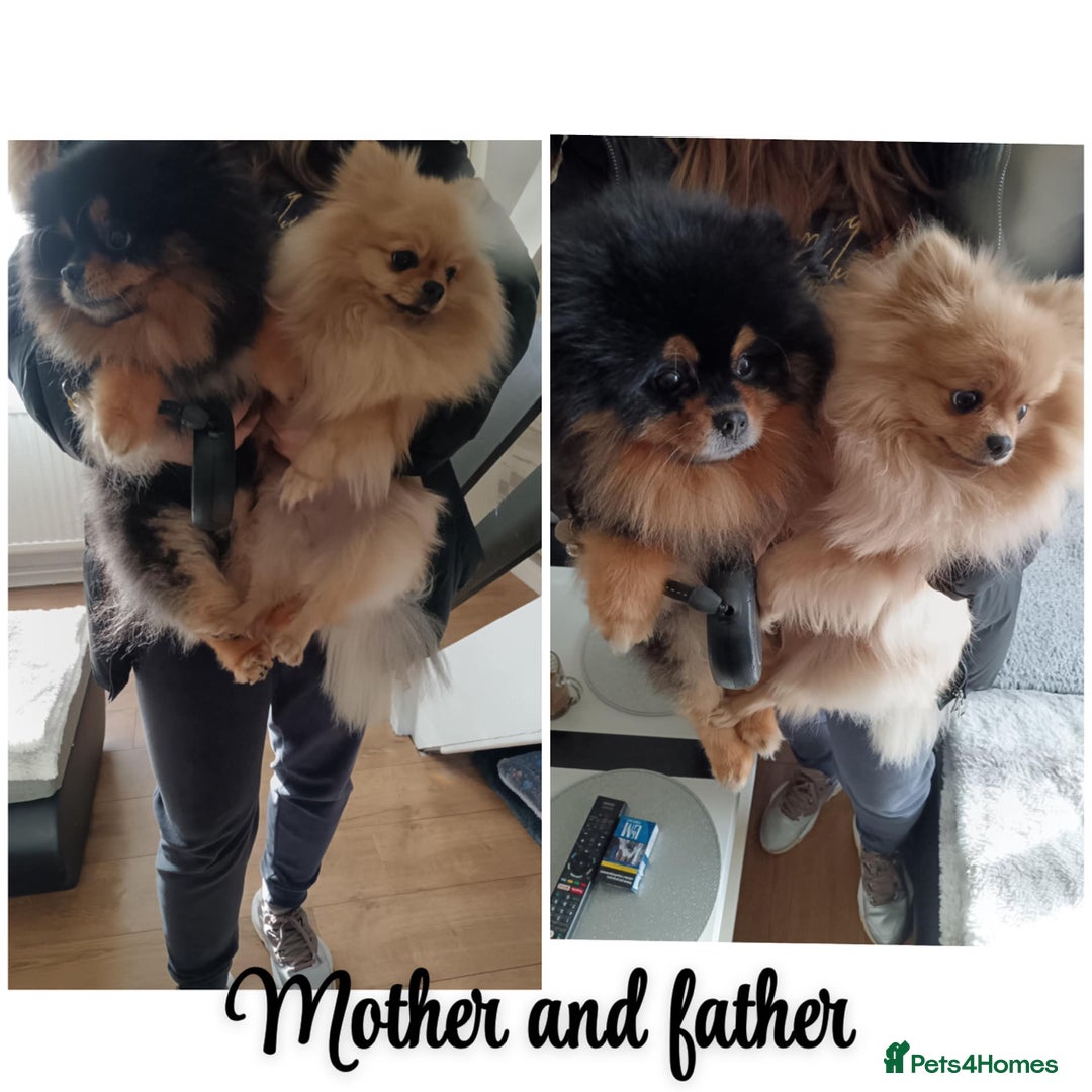 Pomeranian dogs for sale: Pomeranian puppies  in Ebbw Vale - Image 3
