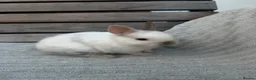 Netherland Dwarf rabbits for sale: 3 gorgeous netherland dwarf babies in Welwyn Garden City - Advert 12