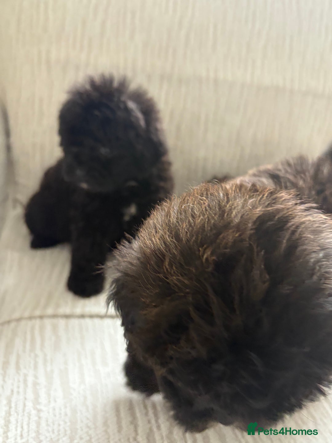 Mixed Breed dogs for sale: Shih-Poo or Shoodle - Image 10