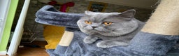 British Shorthair cats for stud: Blue colour BSH Champion Line GCCF stud  in London - Advert 12