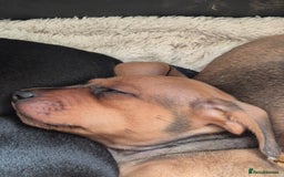Miniature Dachshund dogs for sale: Adorable Minature Daschunds  - Image 13