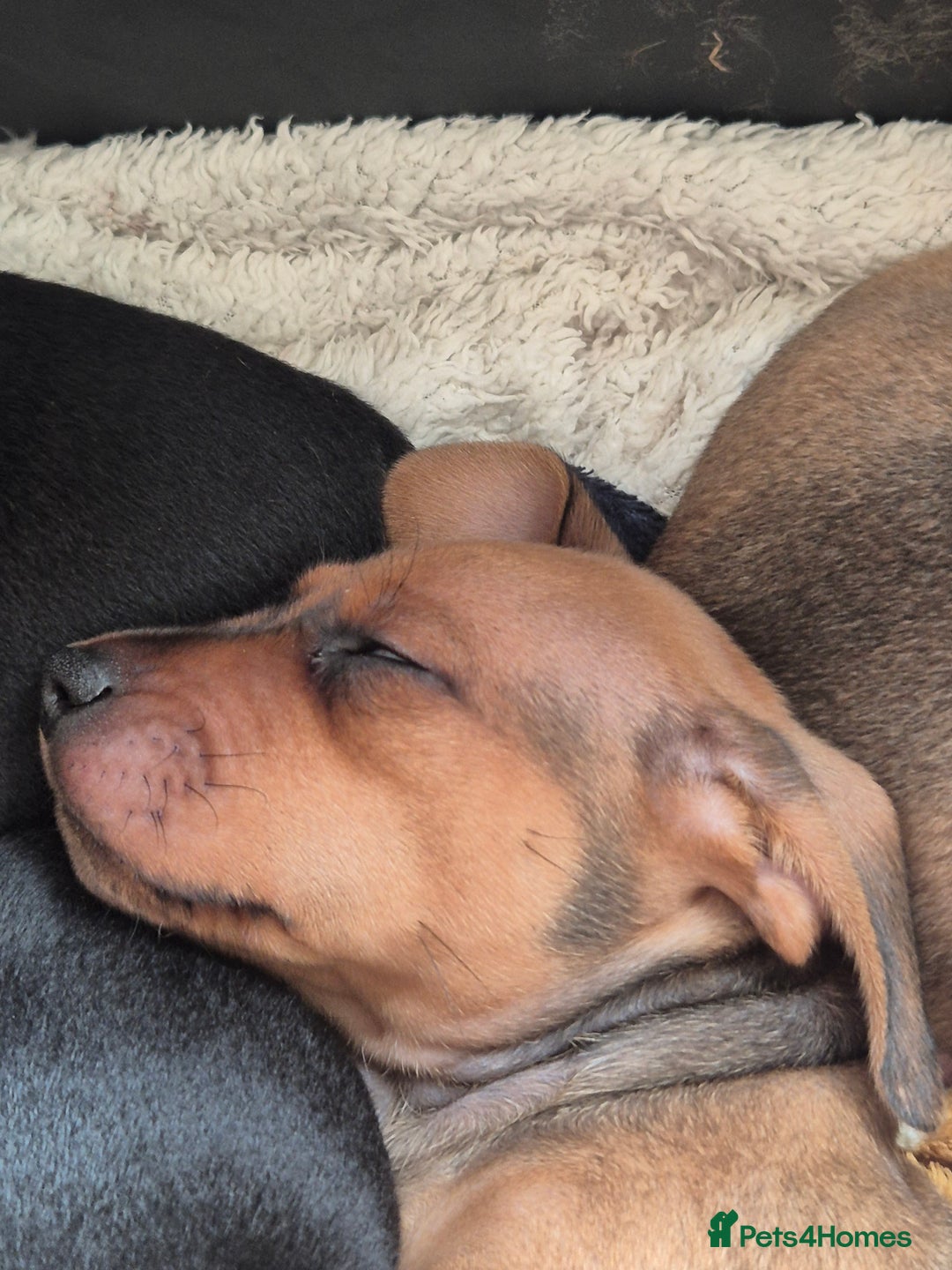 Miniature Dachshund dogs for sale: Adorable Minature Daschunds  - Image 13