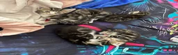 Mixed Breed cats for sale: Adorable Bengal x Shorthair Kittens - Advert 4
