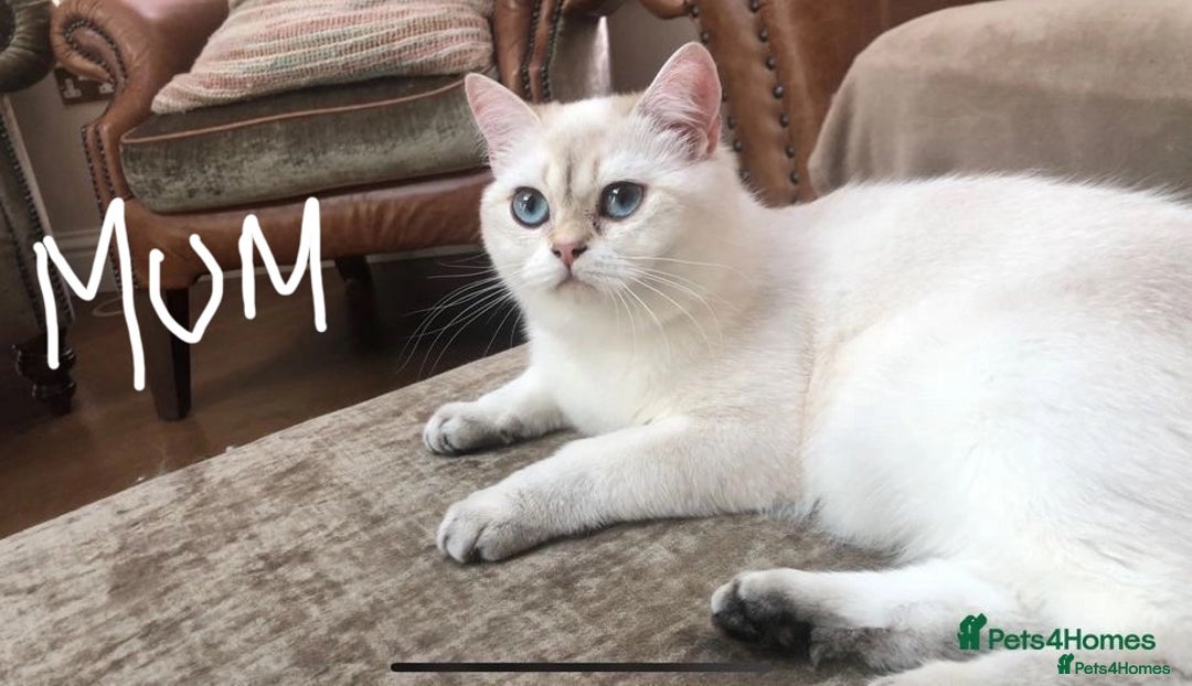 British Shorthair cats for sale: ❤️ White, gold tipped British shorthairs ❤️ in Slough - Image 9