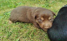 Mixed Breed dogs for sale: Kelpie x collie  - Image 9