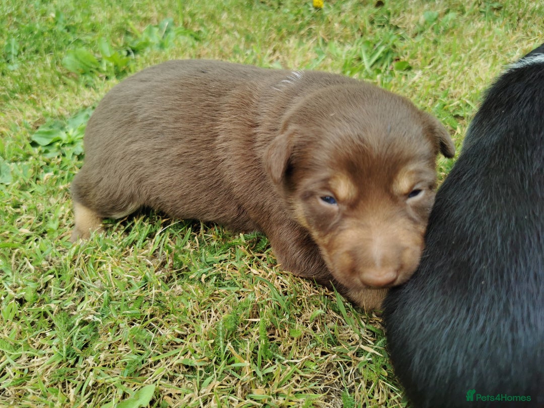Mixed Breed dogs for sale: Kelpie x collie  - Image 9