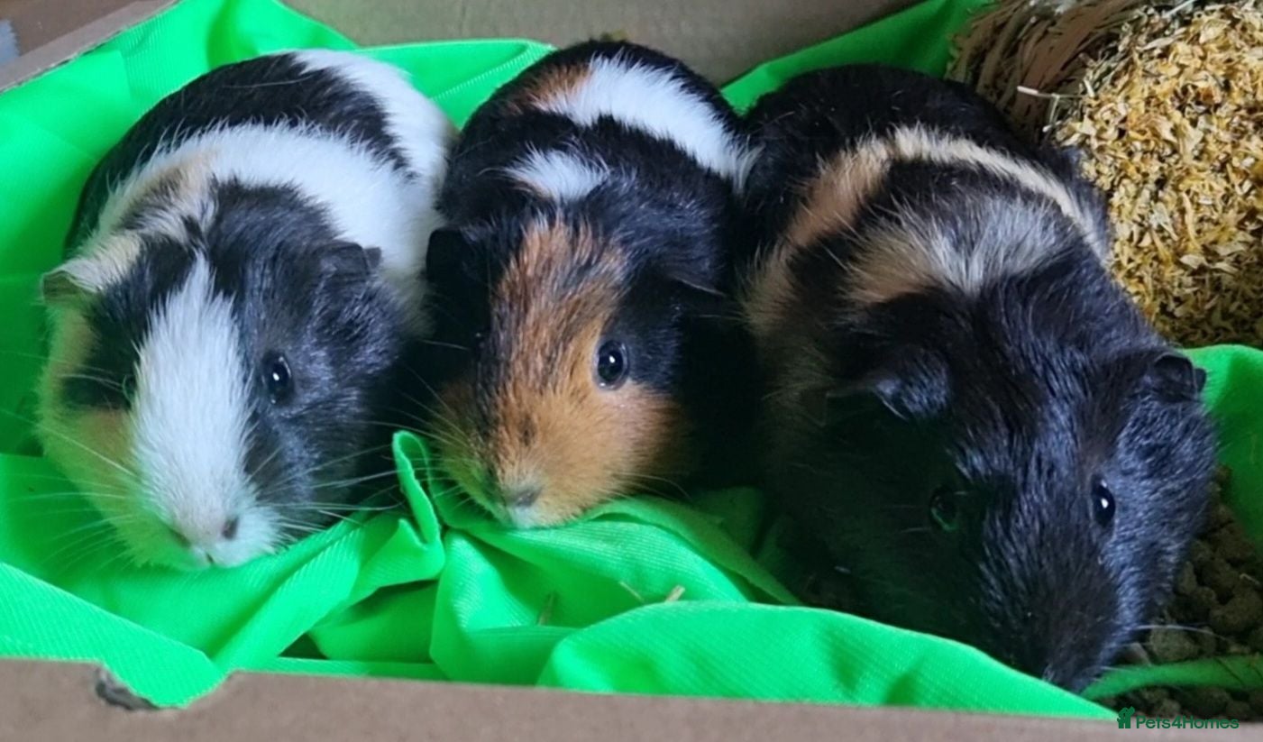 Guinea Pig rodents Three Young Female Guinea Pigs with Full C&C Setup - Advert 2