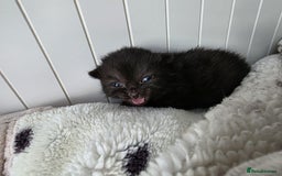 Mixed Breed cats for sale: Mixed kittens😻😽Ragdoll x domestic 🙀👌 - Advert 10