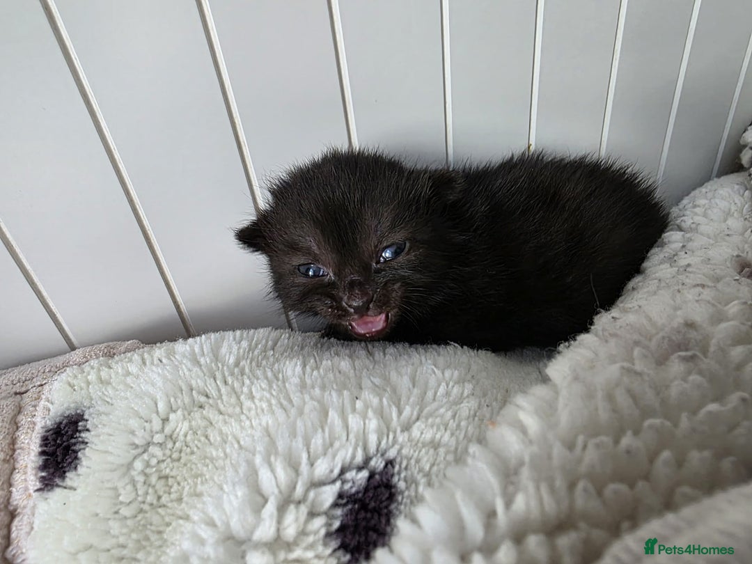 Mixed Breed cats for sale: Mixed kittens😻😽Ragdoll x domestic 🙀👌 - Advert 10