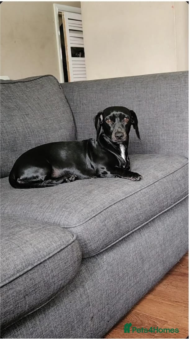 Dachshund dogs Looking for a stud - Advert 2