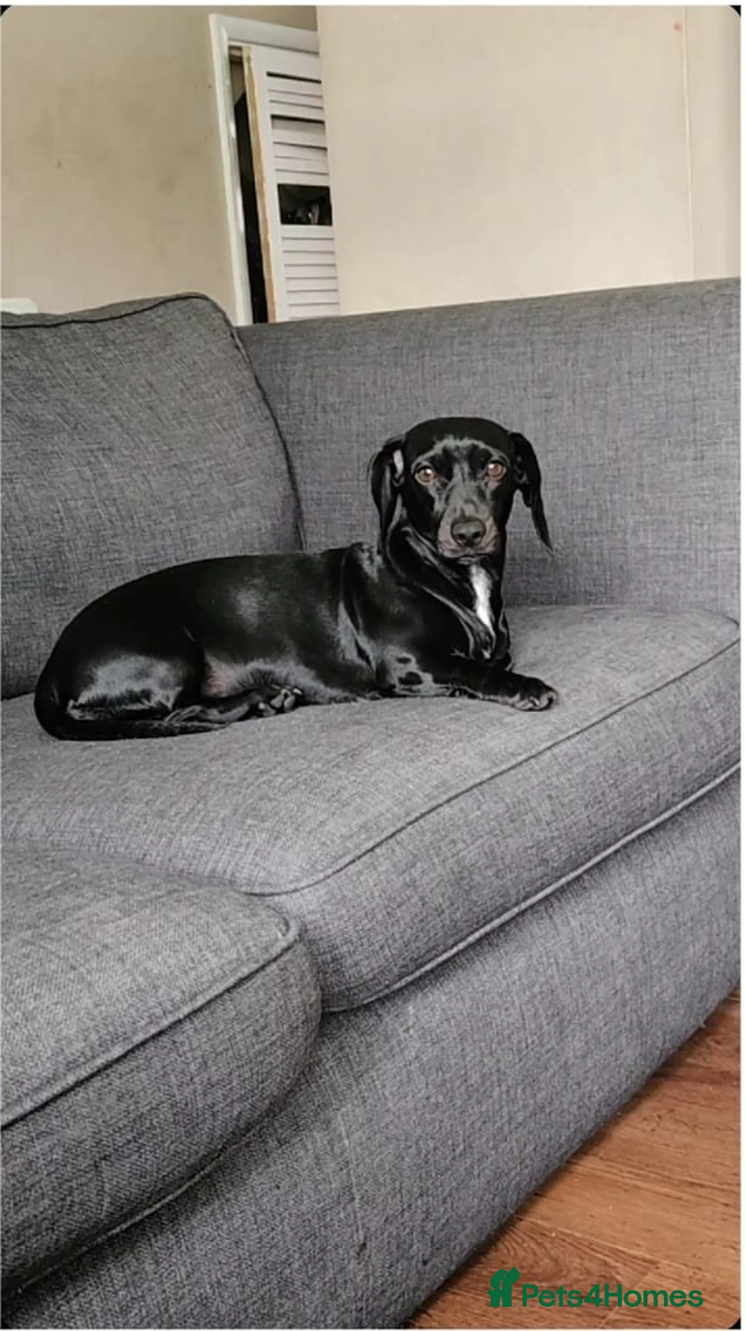 Dachshund dogs for stud: Looking for a stud - Advert 1