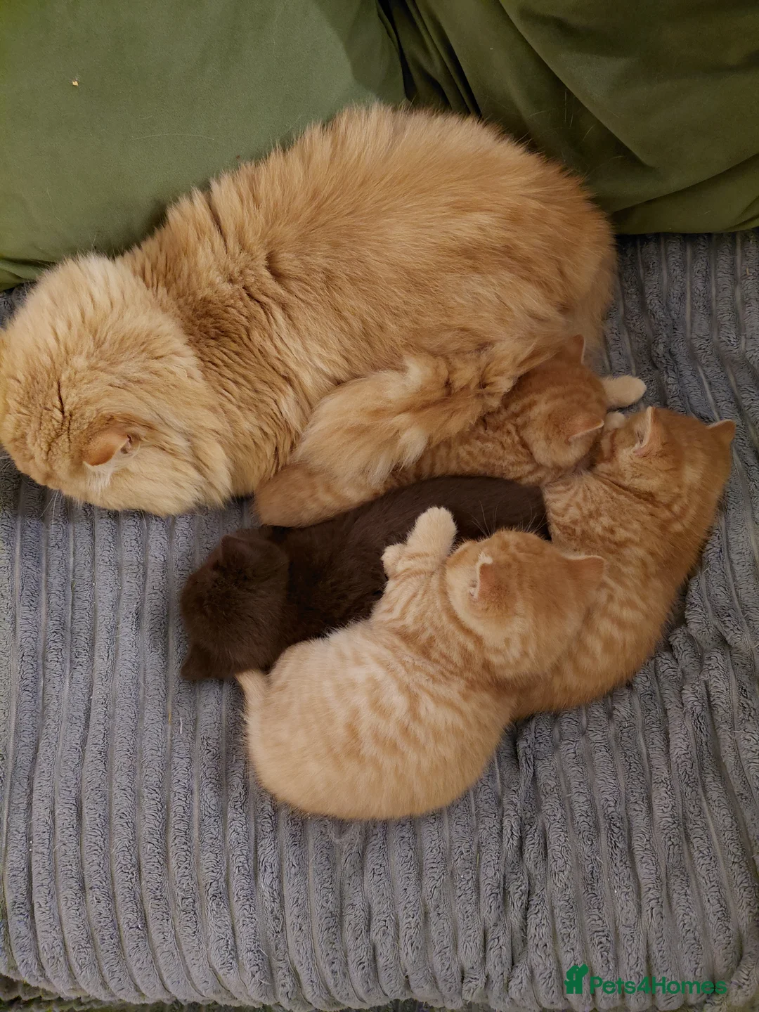 British Shorthair cats for sale: British shorthair kittens - Advert 8