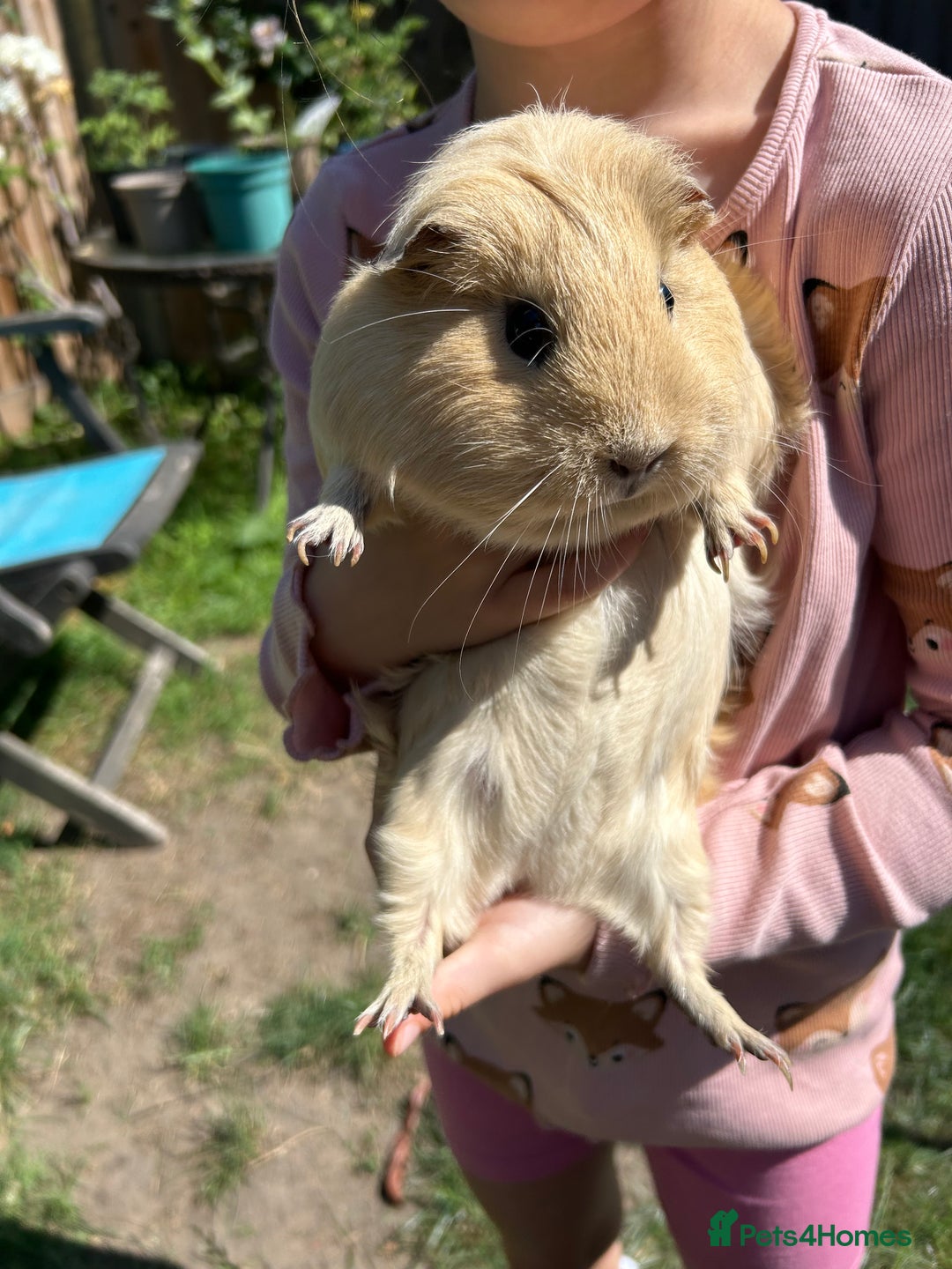 Guinea Pig rodents for sale: Two sister guinea pigs  - Image 2