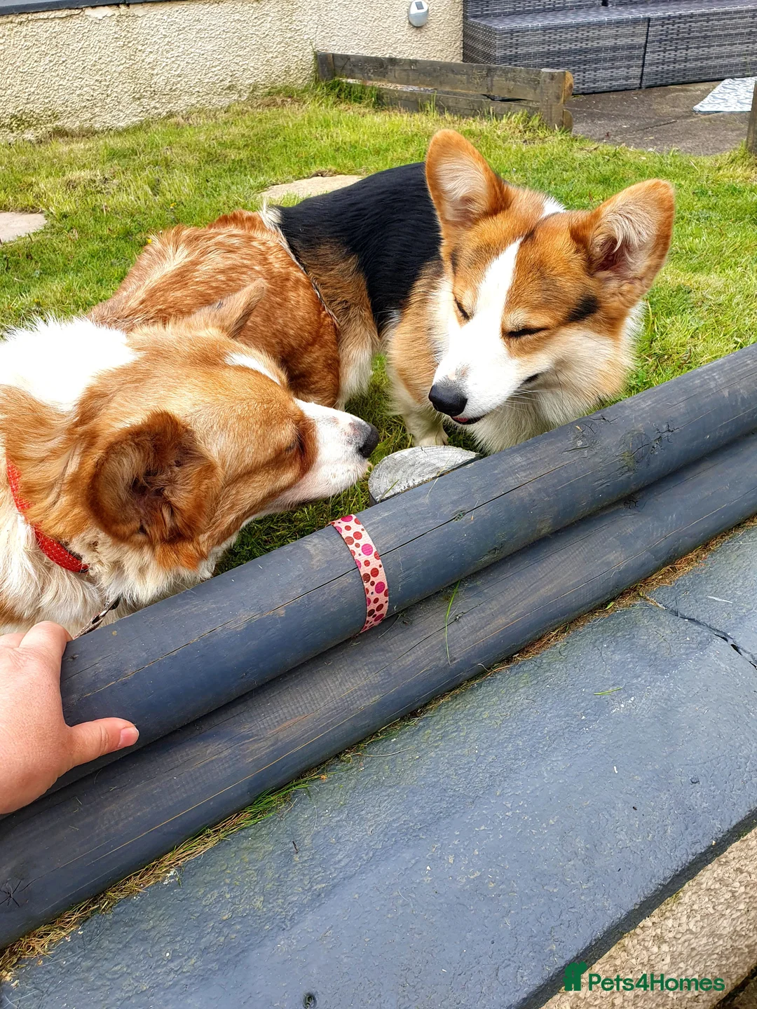 Welsh Corgi Pembroke dogs for stud: Kc reg Serbian import for stud in Blackwood - Advert 8