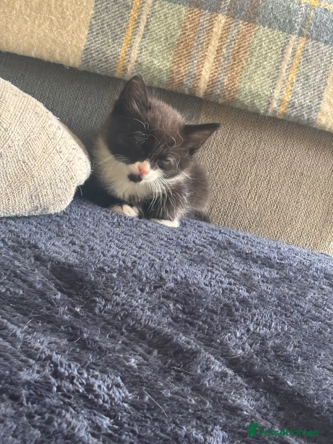 Mixed Breed cats for sale: 3 gorgeous black and white kittens  - Advert 6