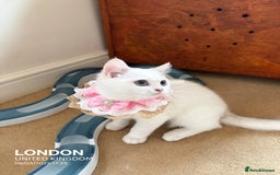 British Shorthair cats for sale: British shorthair last girl (price negotiable) - Image 8