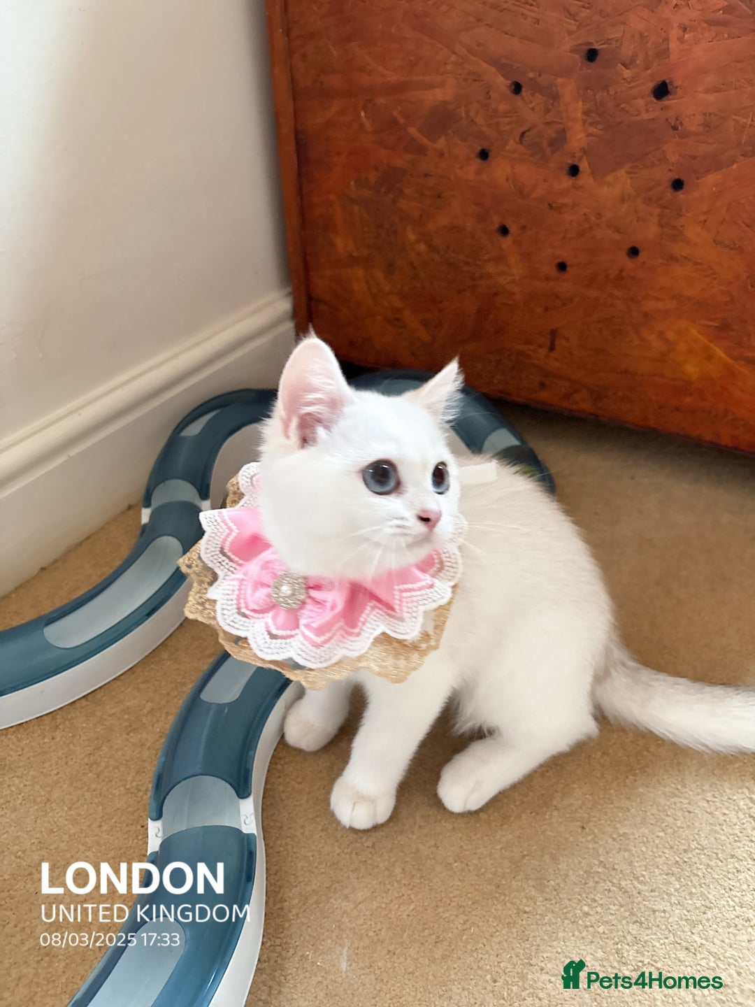 British Shorthair cats for sale: British shorthair last girl (price negotiable) - Image 8