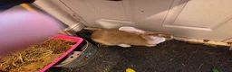 Continental Giant rabbits for sale: Continental giant - Advert 3