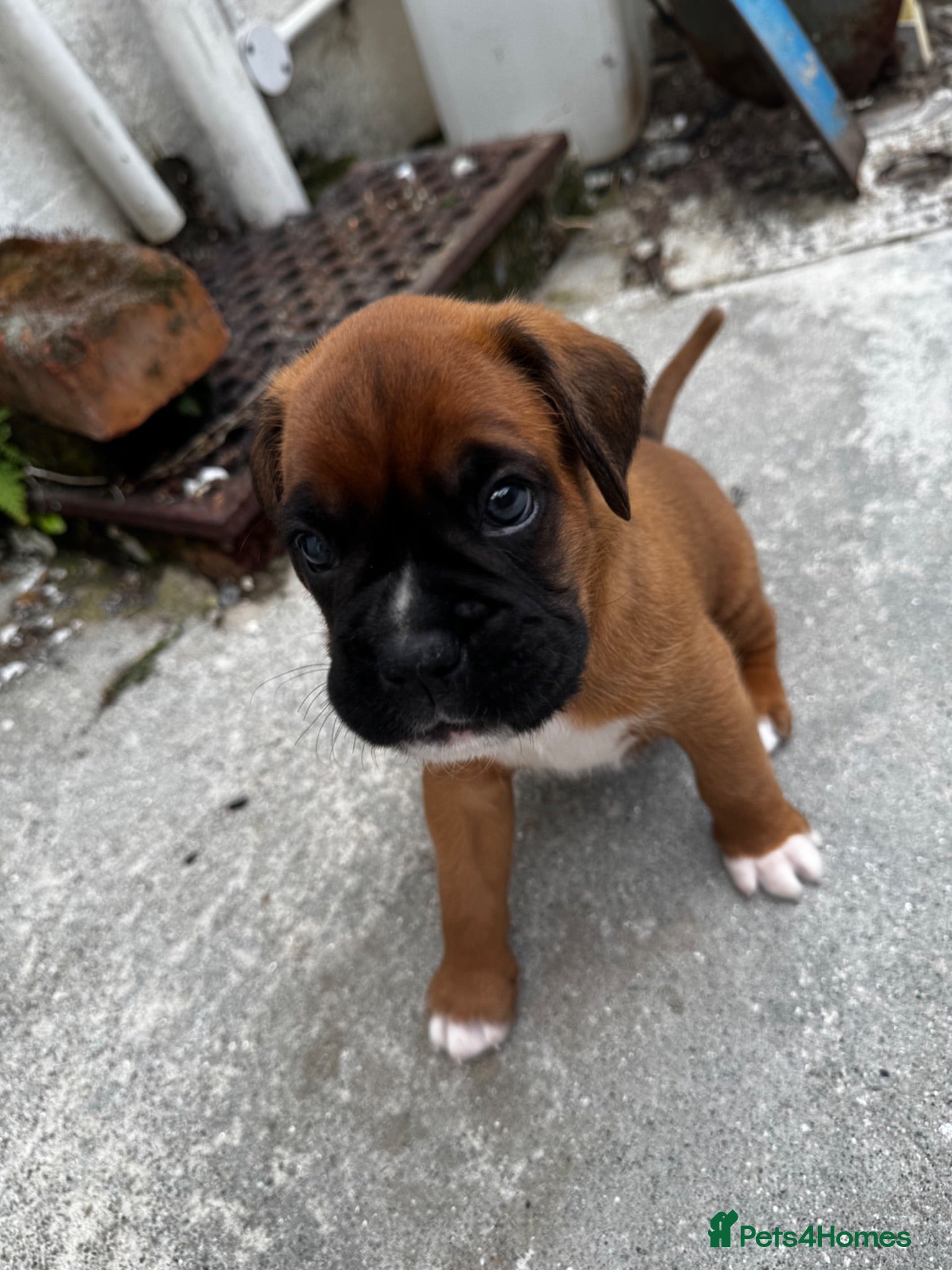 Boxer dogs charthaihen boxers - Advert 8