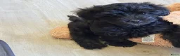 Yorkiepoo dogs for sale:  YORKIEPOOS PUPPIES  FROM LICENSED BREEDER.  - Advert 14