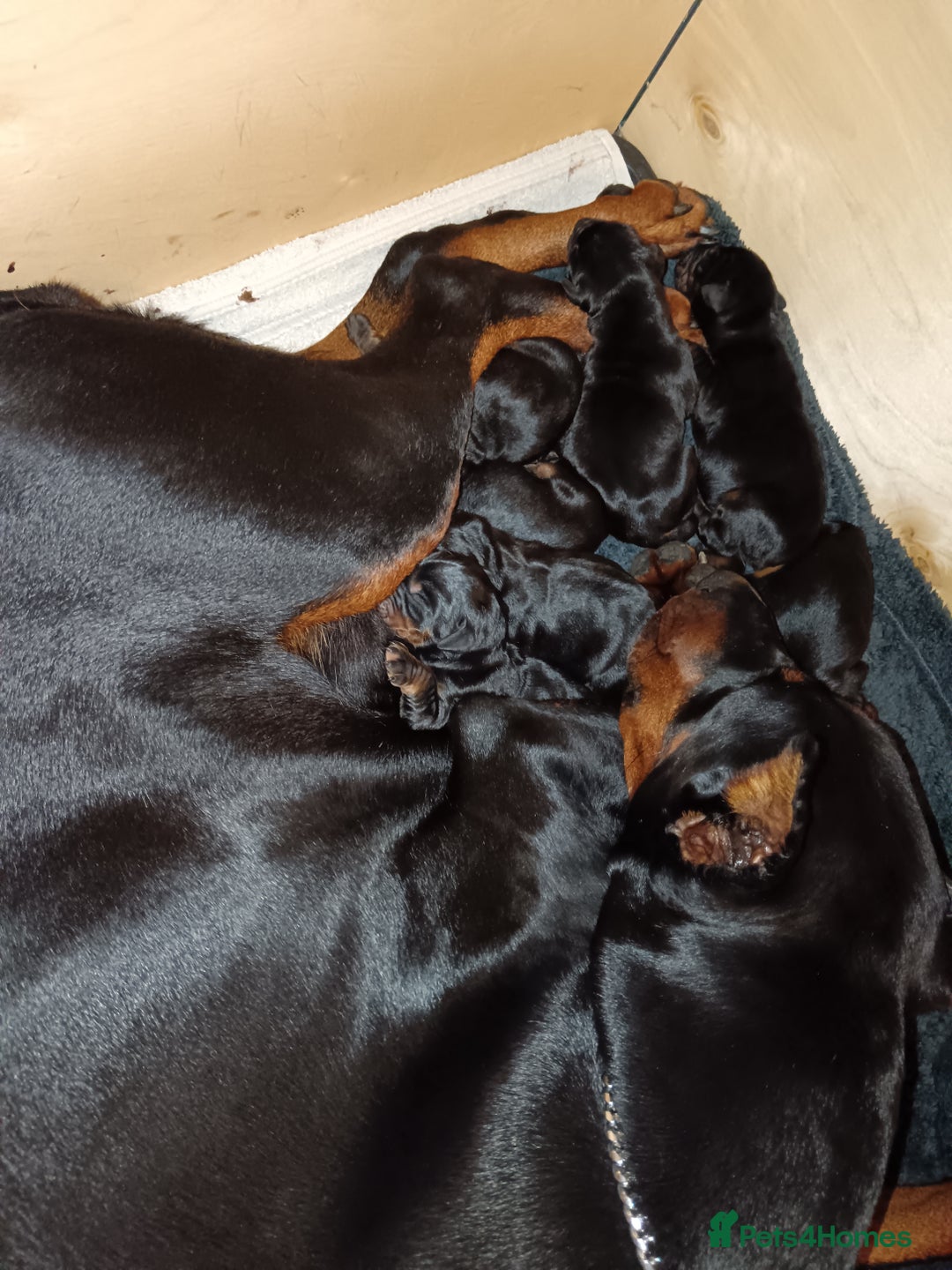 Dobermann dogs for sale: EUROPEAN DOBERMAN PUPPIES in Walsall - Image 8