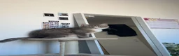 Mixed Breed cats for sale: 5 Beautiful kittens  - Advert 7