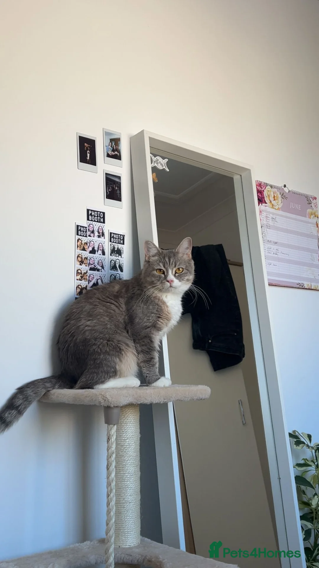 Mixed Breed cats for sale: 5 Beautiful kittens  - Advert 7