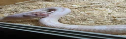 Corn Snake reptiles for sale: Male Adult Ghost Corn Snake 4 Years Old in Exeter - Advert 6