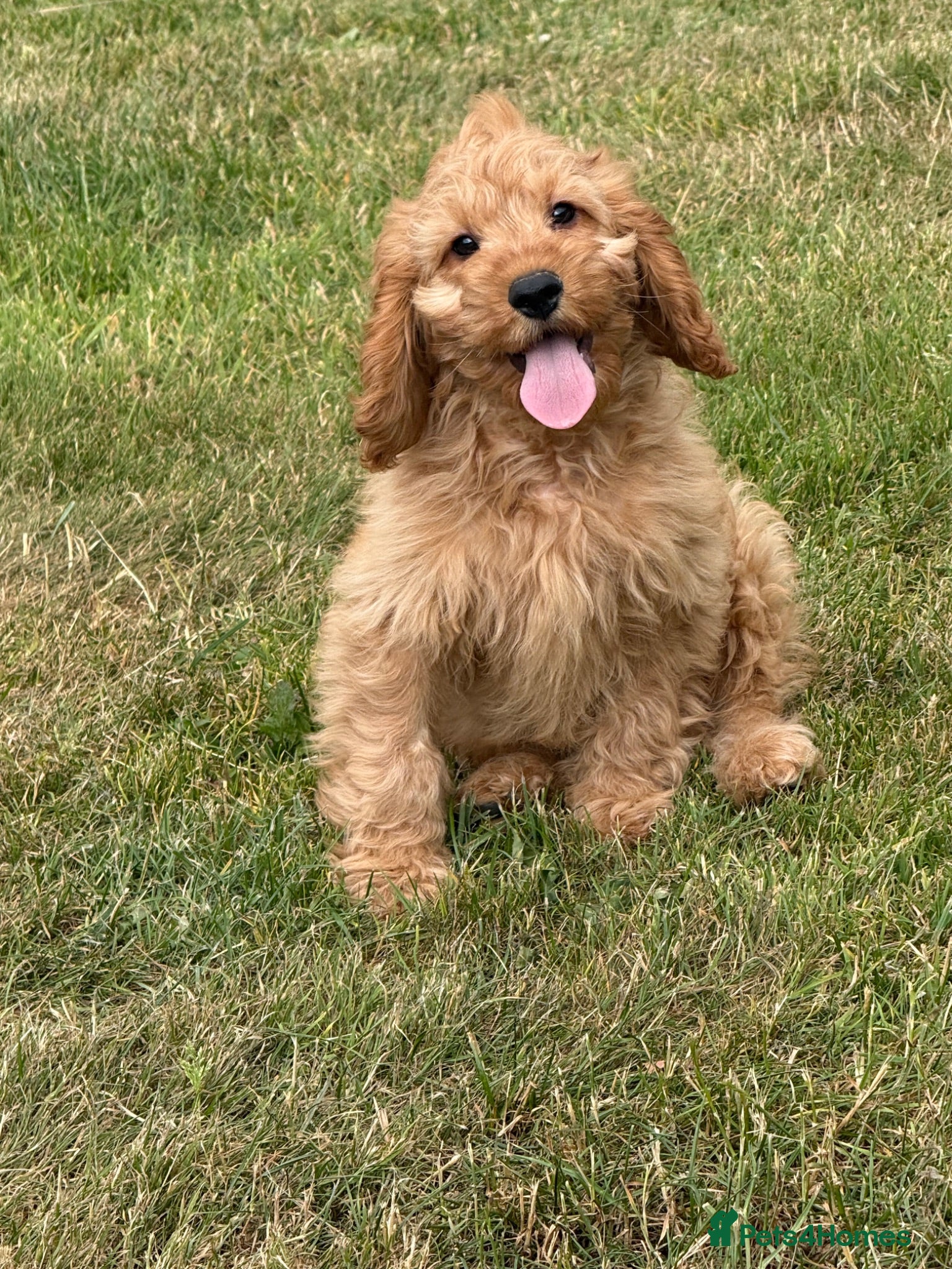 Cavapoo dogs Fully vaccinated boy cavapoo reared with love. - Advert 1