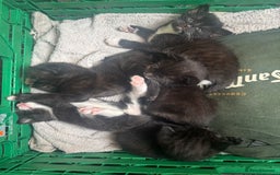 Mixed Breed cats for sale: 4 adorable kitten for sale💕 - Image 9