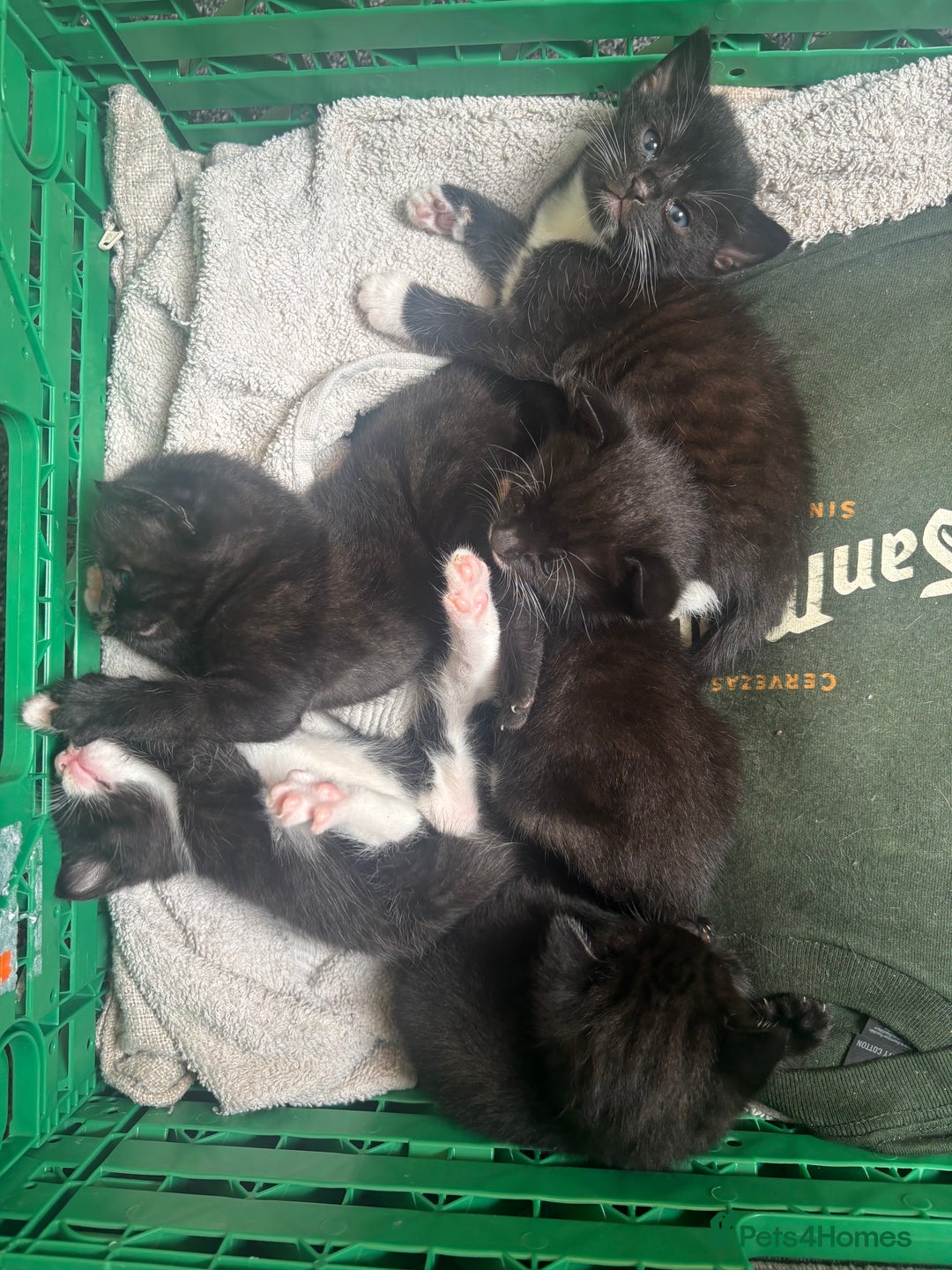 Mixed Breed cats for sale: 4 adorable kitten for sale💕 - Image 9
