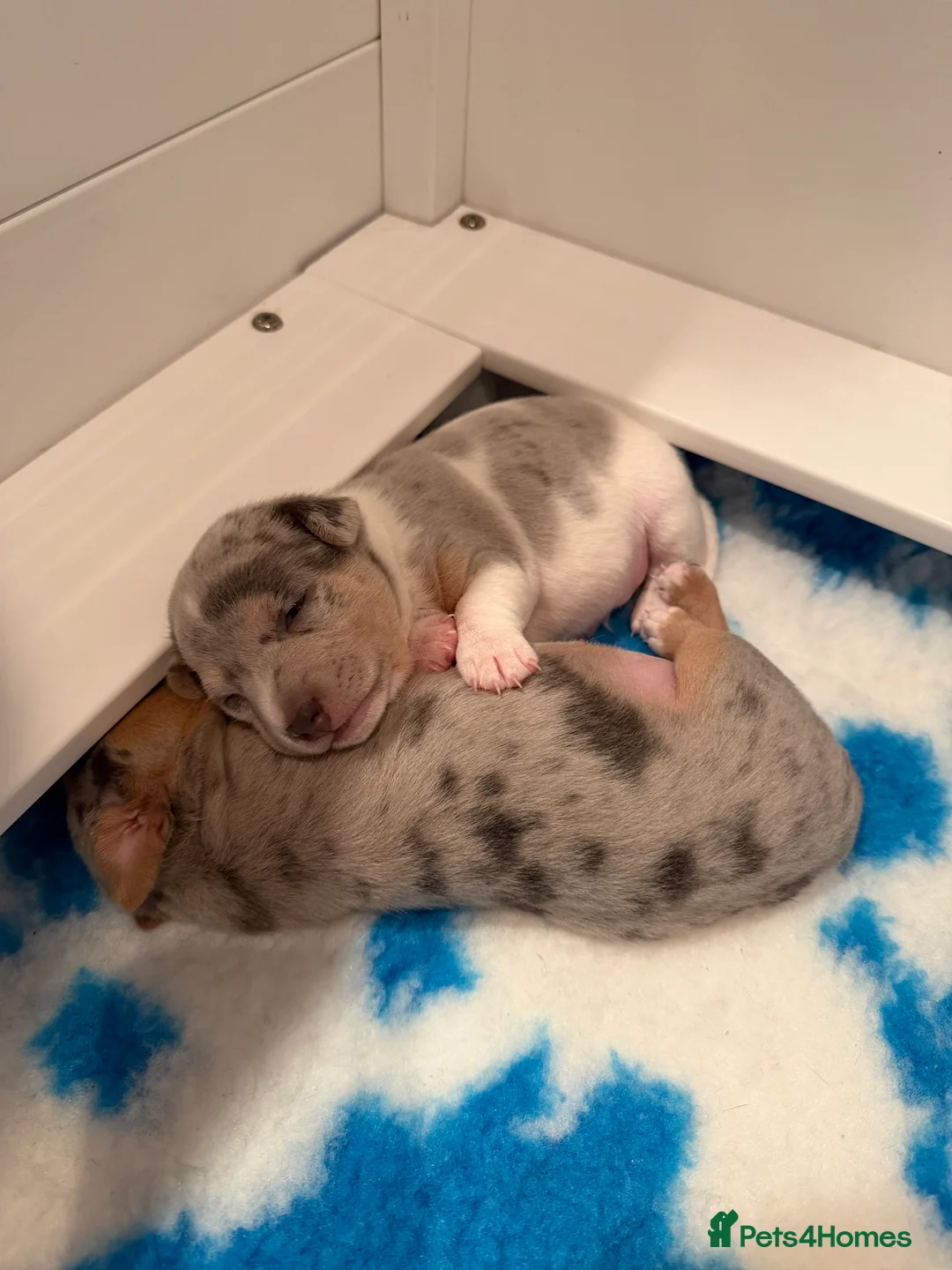 Jack Russell dogs for sale: Perfect Blue and Blue Merle Jack Russell Puppies - Advert 6