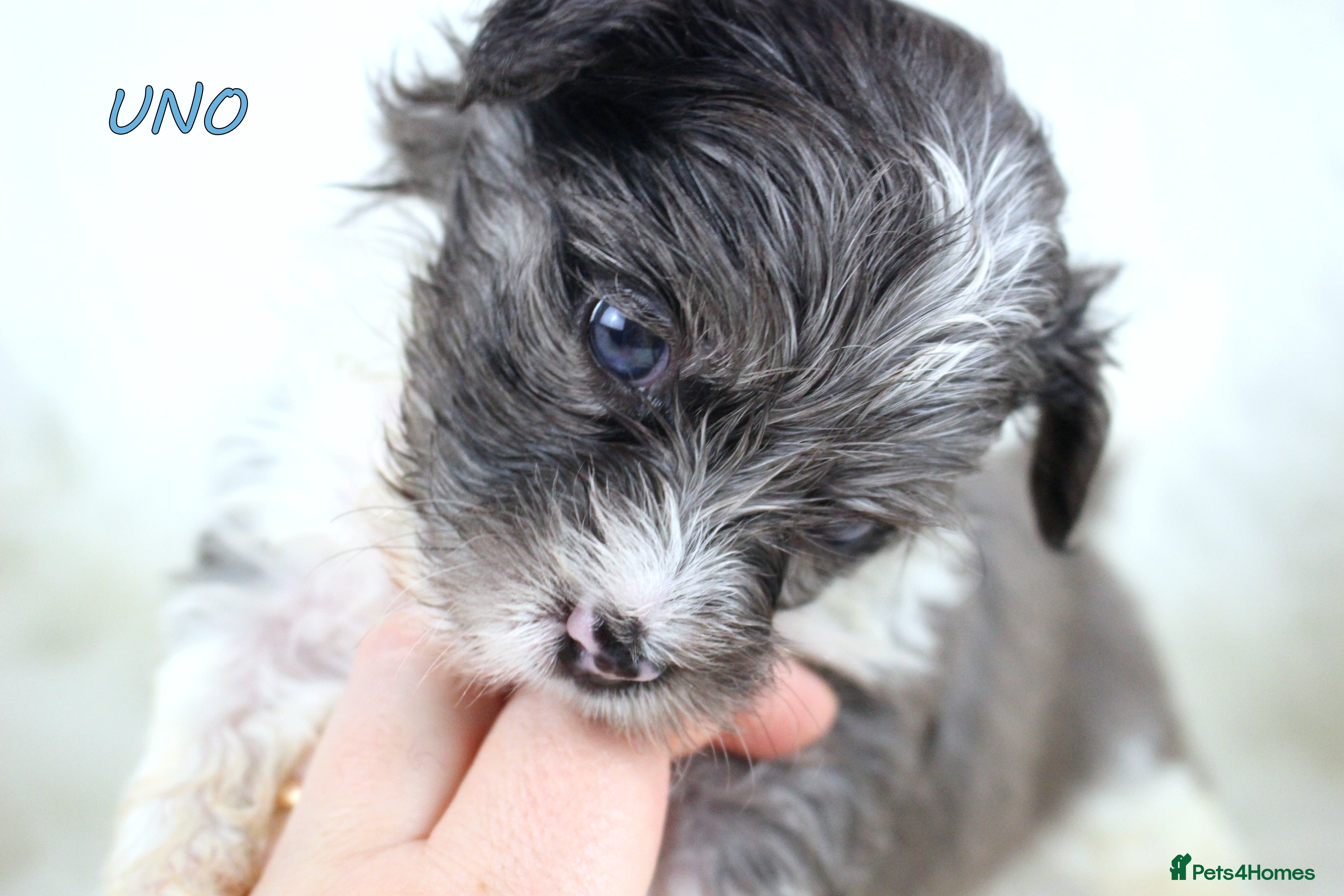 Biewer Terrier dogs ✨ Stunning Biewer & Merle Yorkies – Ready Apr 25 ✨ - Advert 3