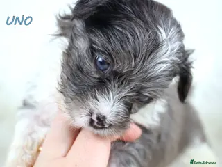 Biewer Terrier dogs ✨ Stunning Biewer & Merle Yorkies – Ready Apr 25 ✨ - Advert 4