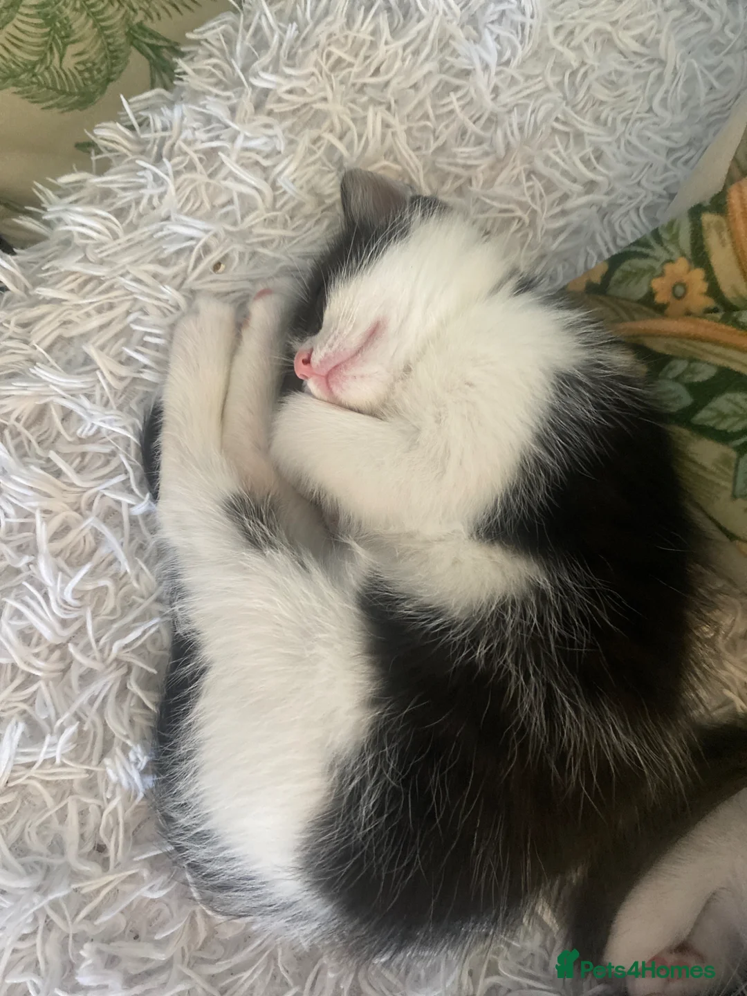 Mixed Breed cats for sale: Kittens - Advert 1