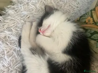 Mixed Breed cats Kittens - Advert 1