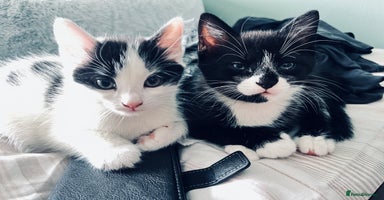 Mixed Breed cats 4 month old kittens looking for forever homes! - Advert 8