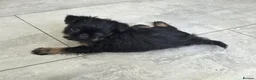 Griffon Bruxellois dogs for sale: Gorgeous griffs - Advert 6