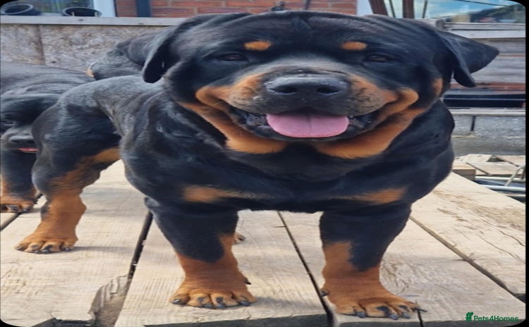 Rottweiler dogs Stunning Rottweiler for Stud - Advert 6