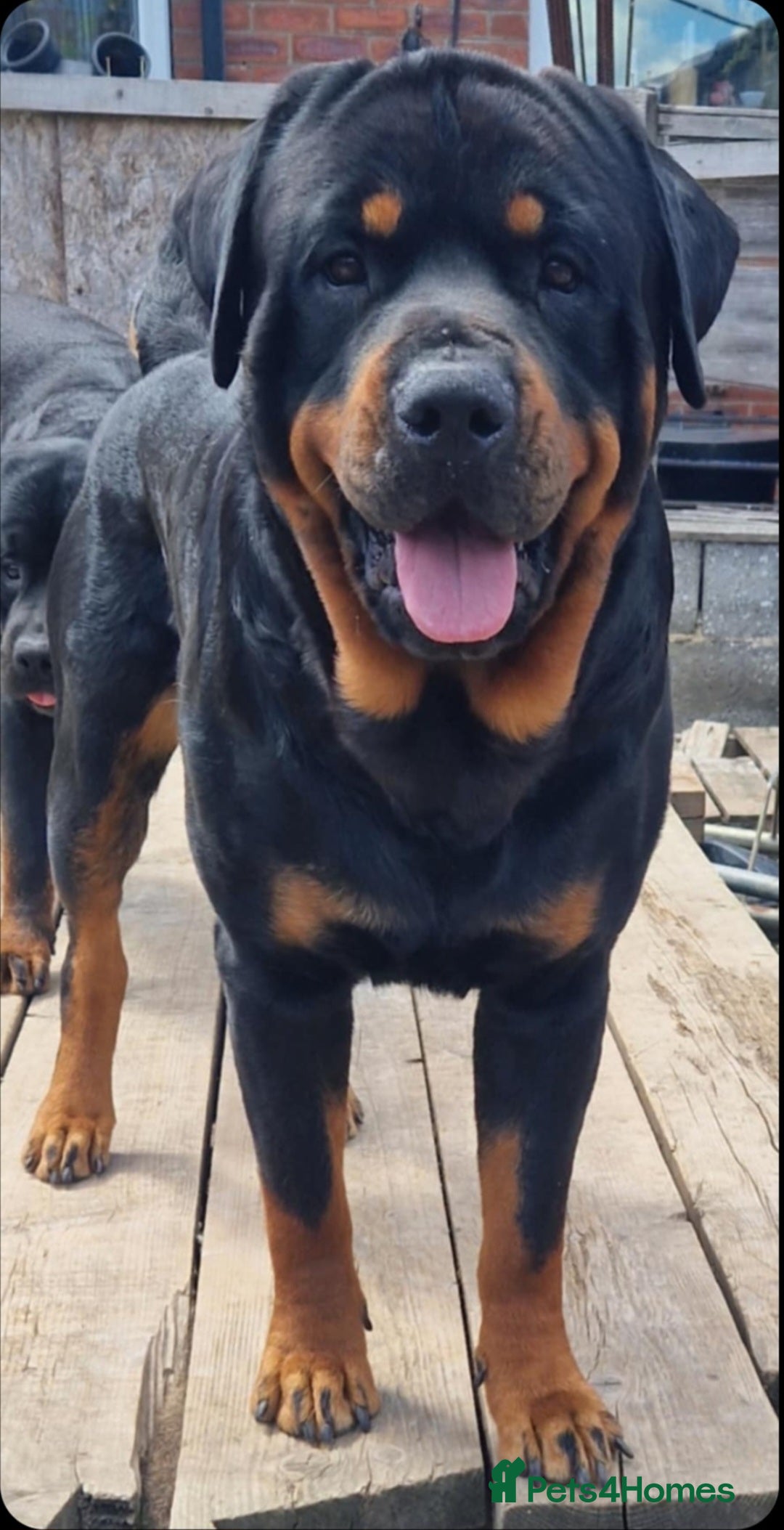 Rottweiler dogs for stud: Stunning Rottweiler for Stud - Advert 1