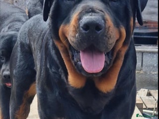 Rottweiler dogs Stunning Rottweiler for Stud - Advert 1